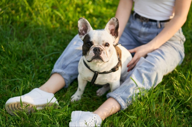 How Much Is a French Bulldog? Costs, Prices & What to Expect